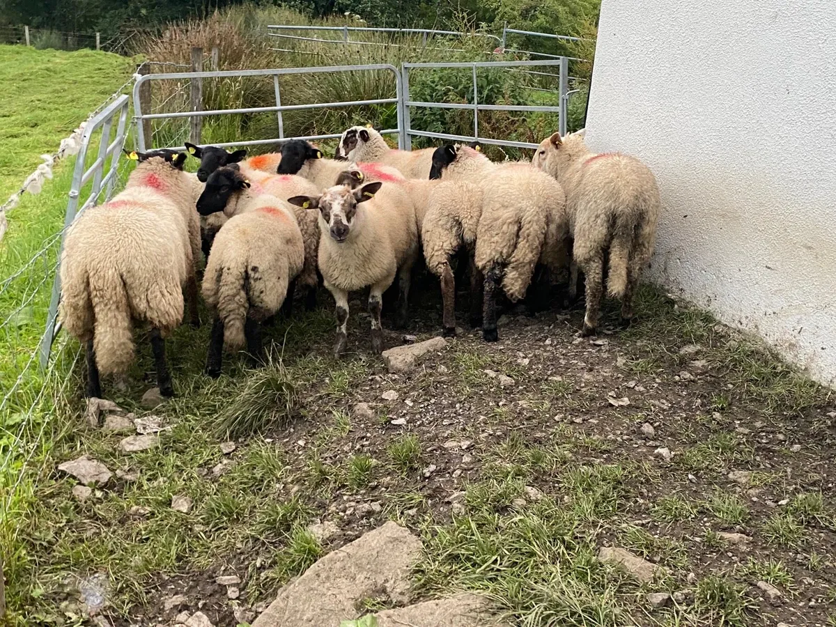 14 Super Ewe Lambs - Image 4