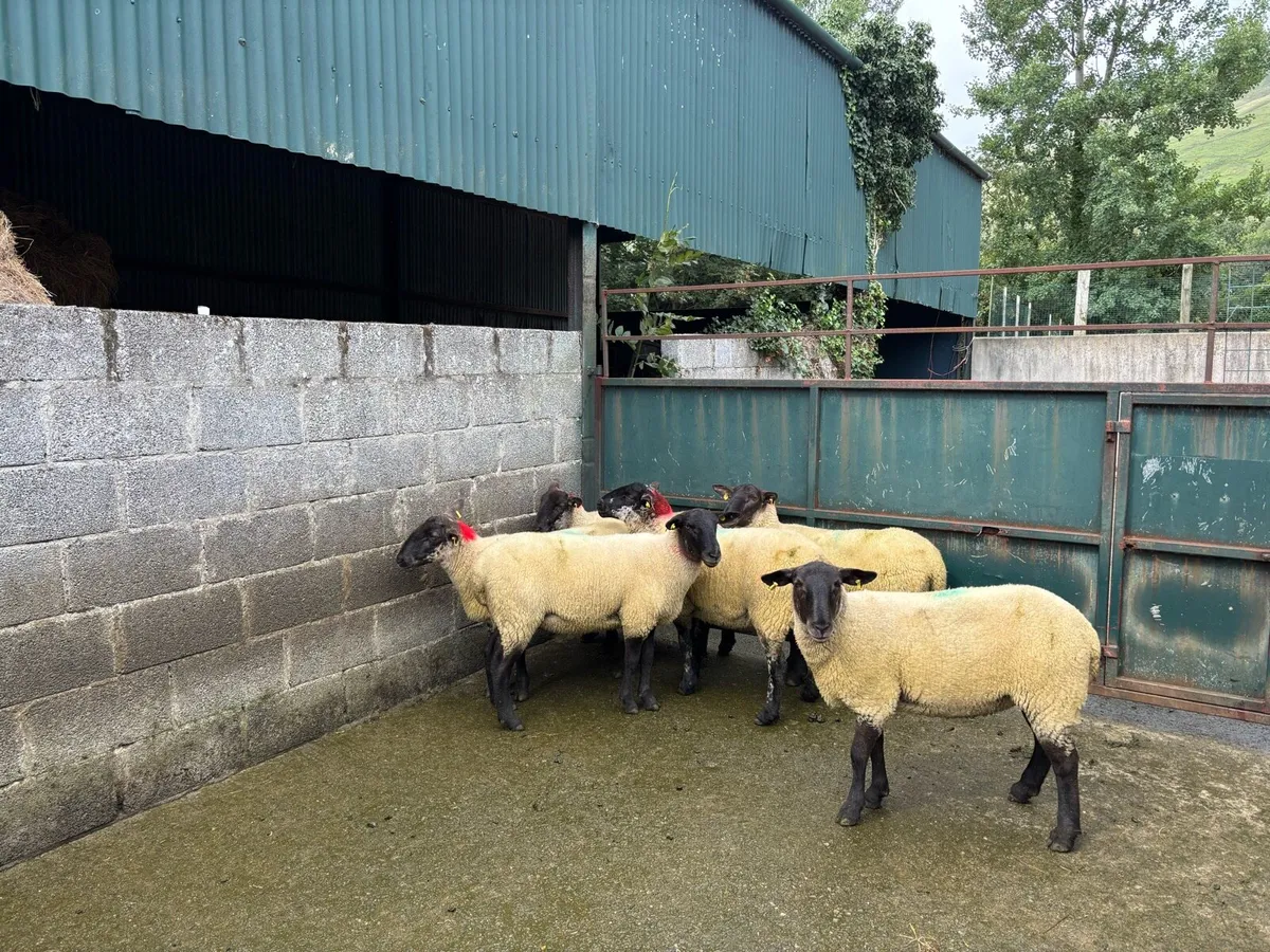 Suffolk Hoggetts sold in Ballymote Mart last pm. - Image 1