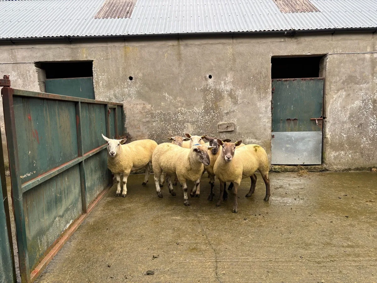 Suffolk Hoggetts sold in Ballymote Mart last pm. - Image 2