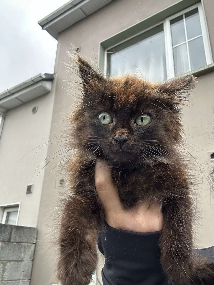 Maincoon kitten - Image 1