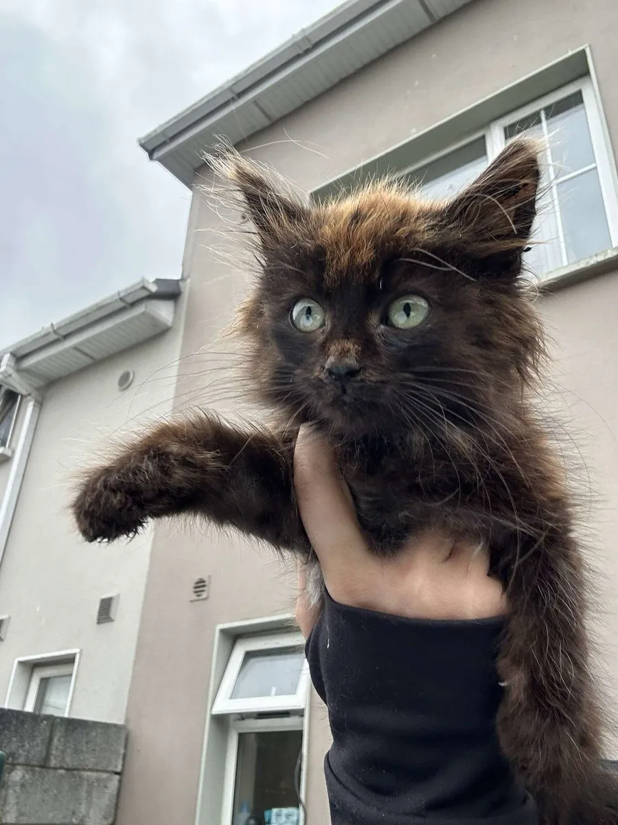 Maincoon kitten - Image 2