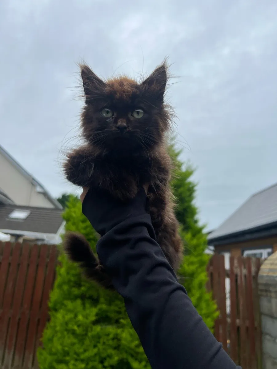 Maincoon kitten - Image 3