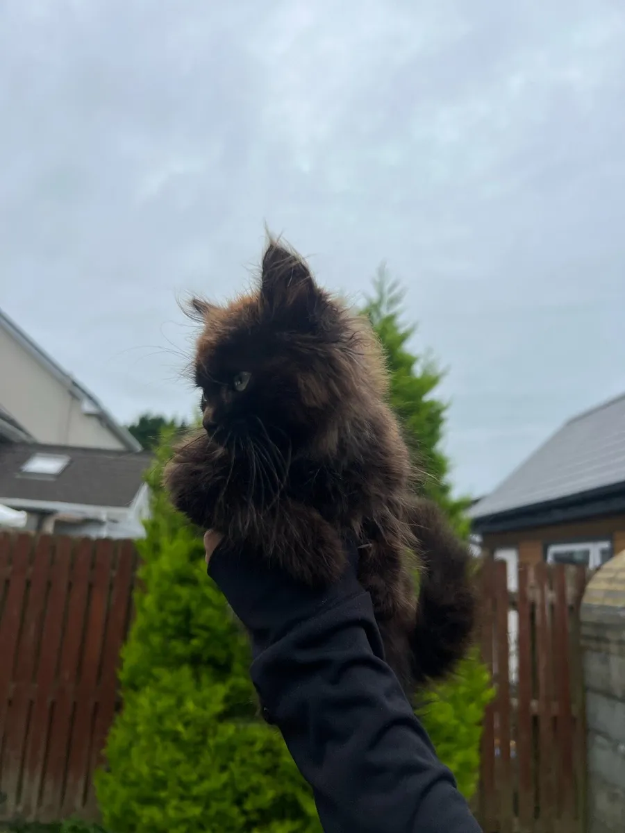 Maincoon kitten - Image 4