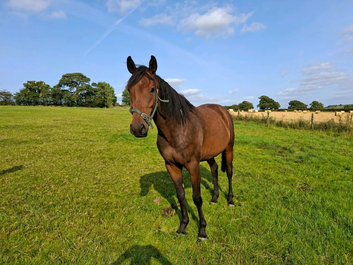 3yr old gelding - Image 1