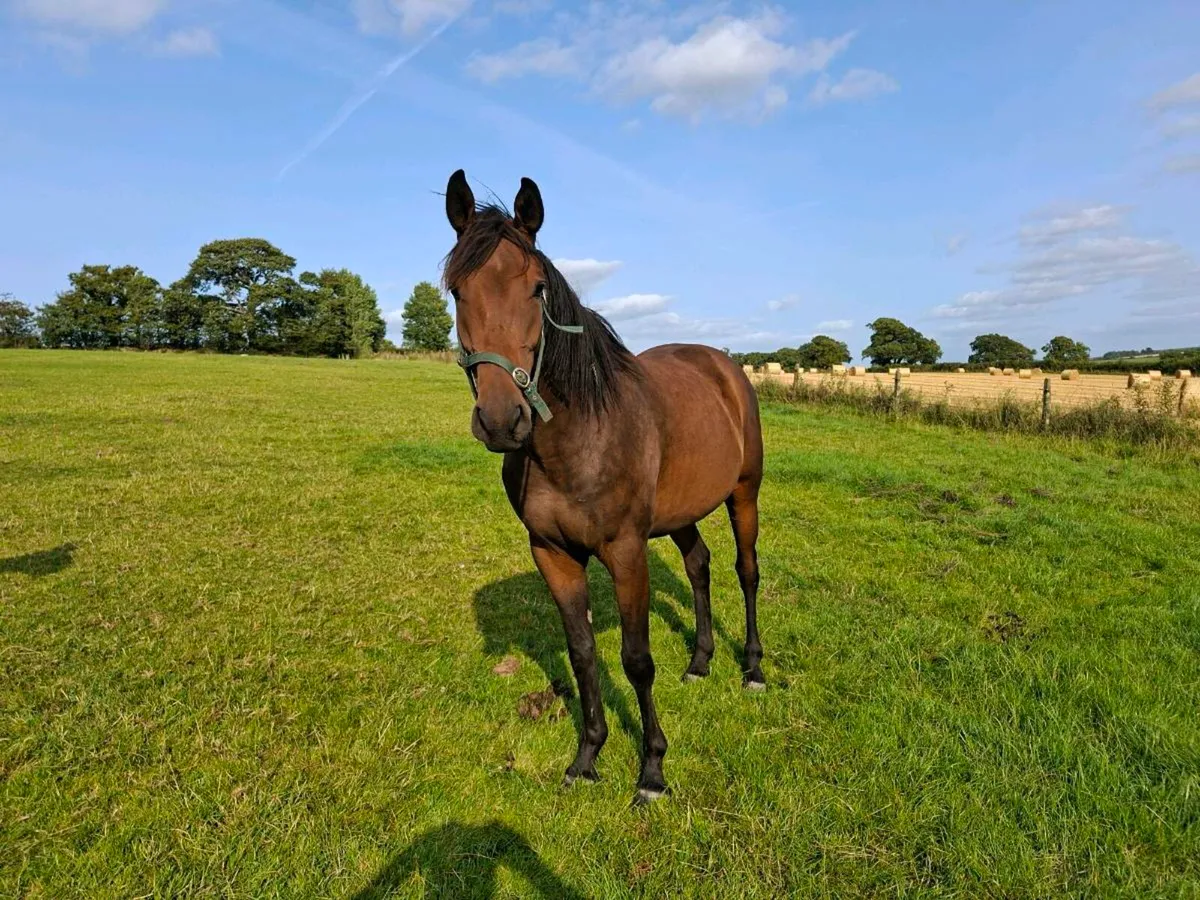 3yr old gelding - Image 2