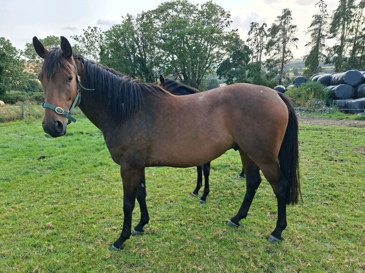 3yr old gelding - Image 3