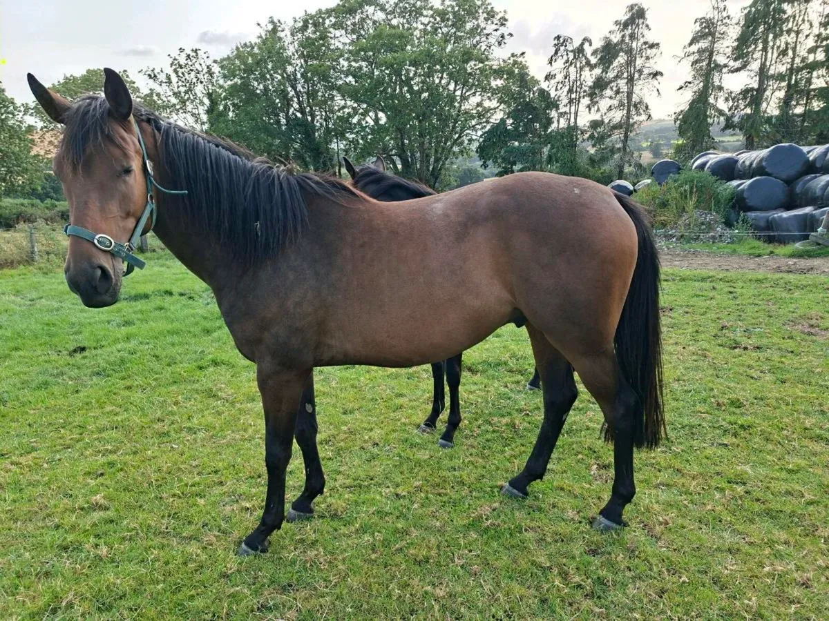 3yr old gelding - Image 4