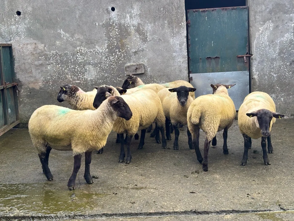 Suffolk Hoggetts sold in Ballymote Mart last pm. - Image 3
