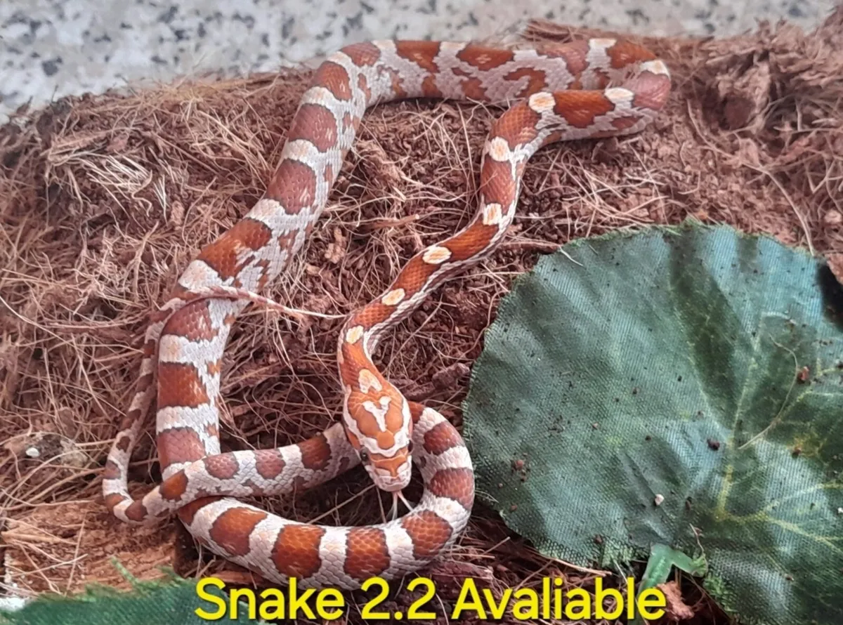 Corn Snakes 🐍 - Image 1
