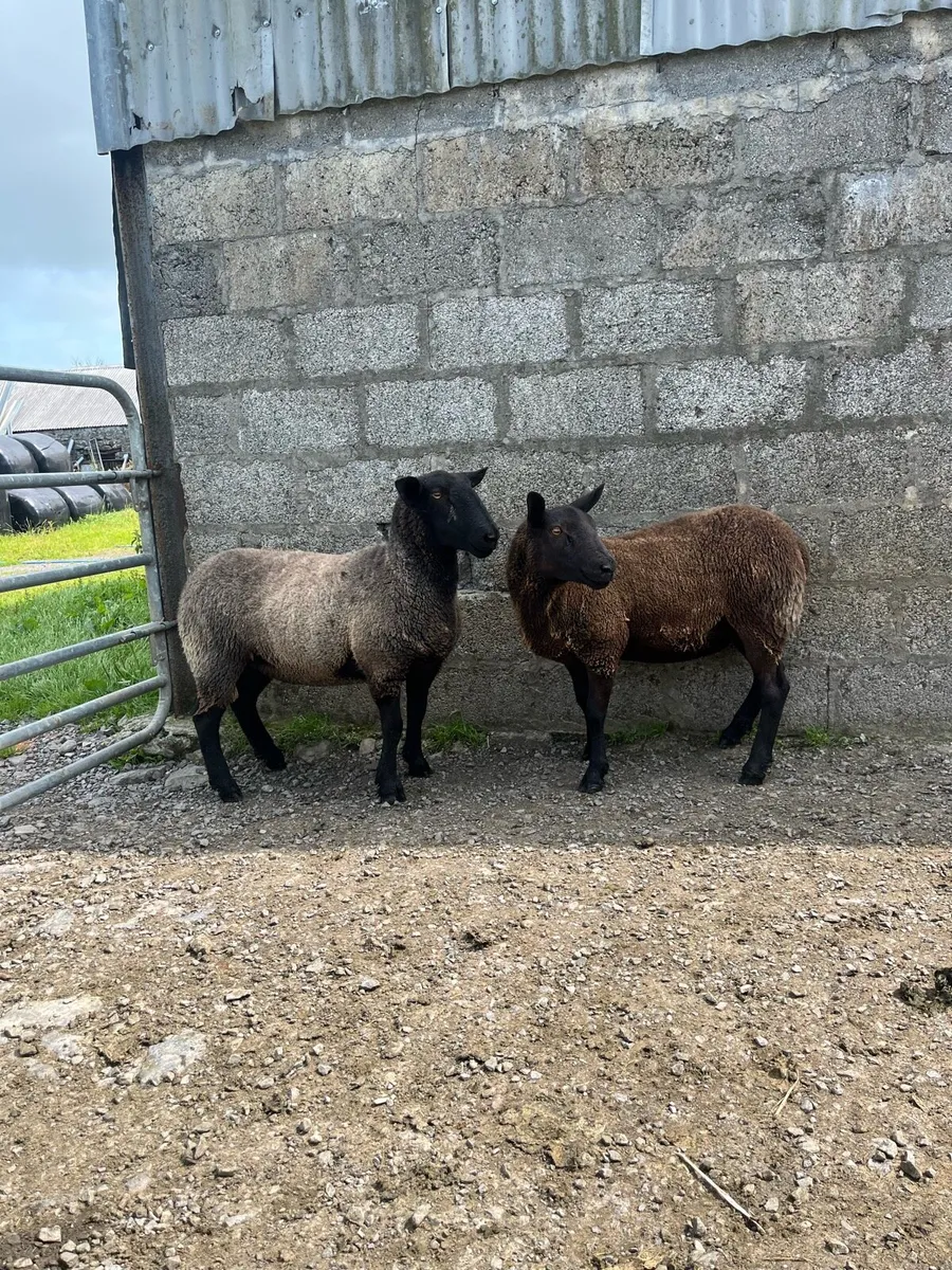 Ewe hoggets - Image 1
