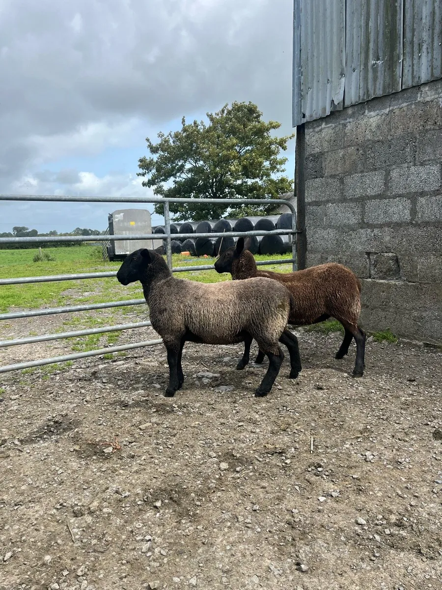 Ewe hoggets - Image 2