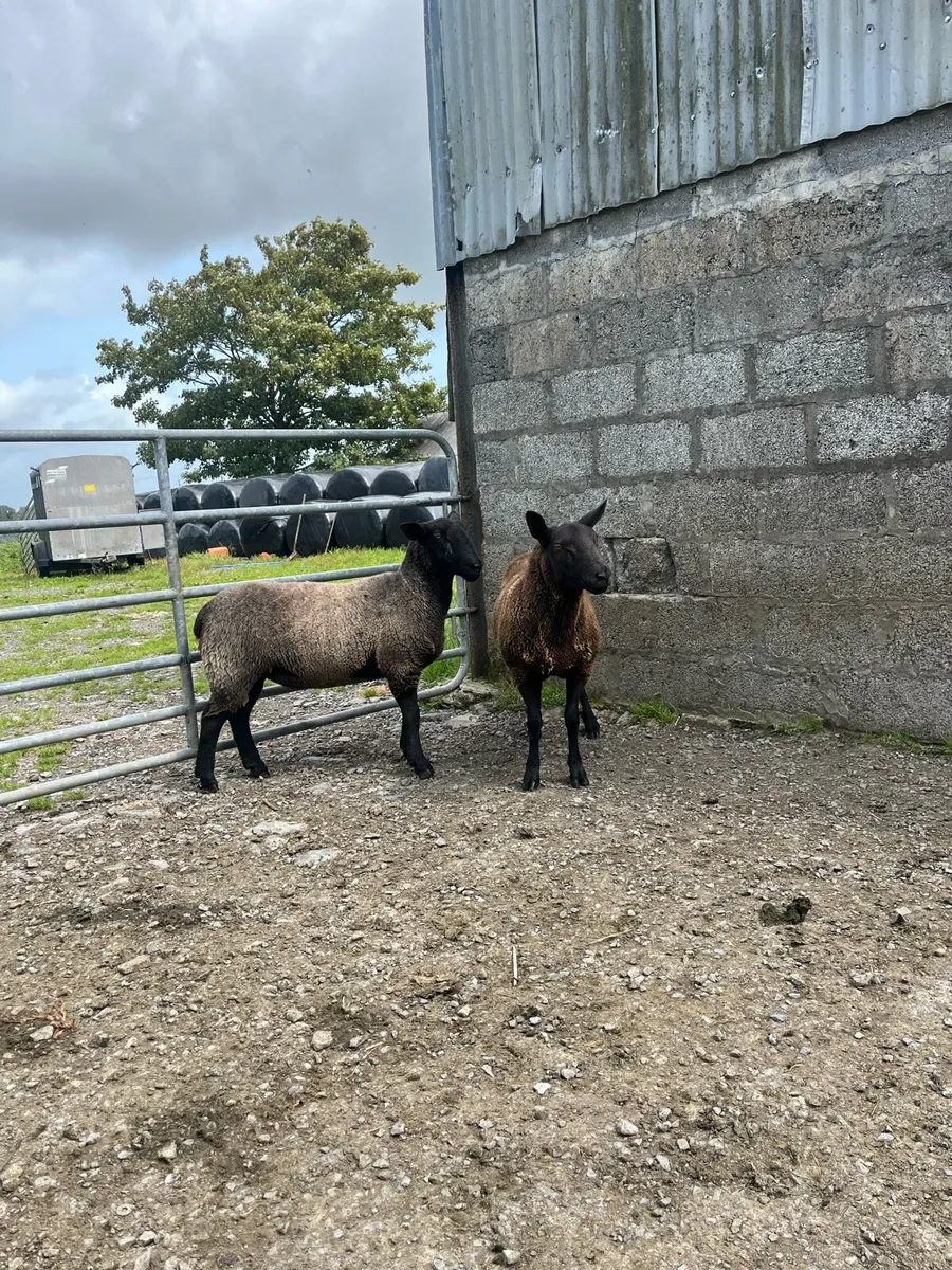 Ewe hoggets - Image 3