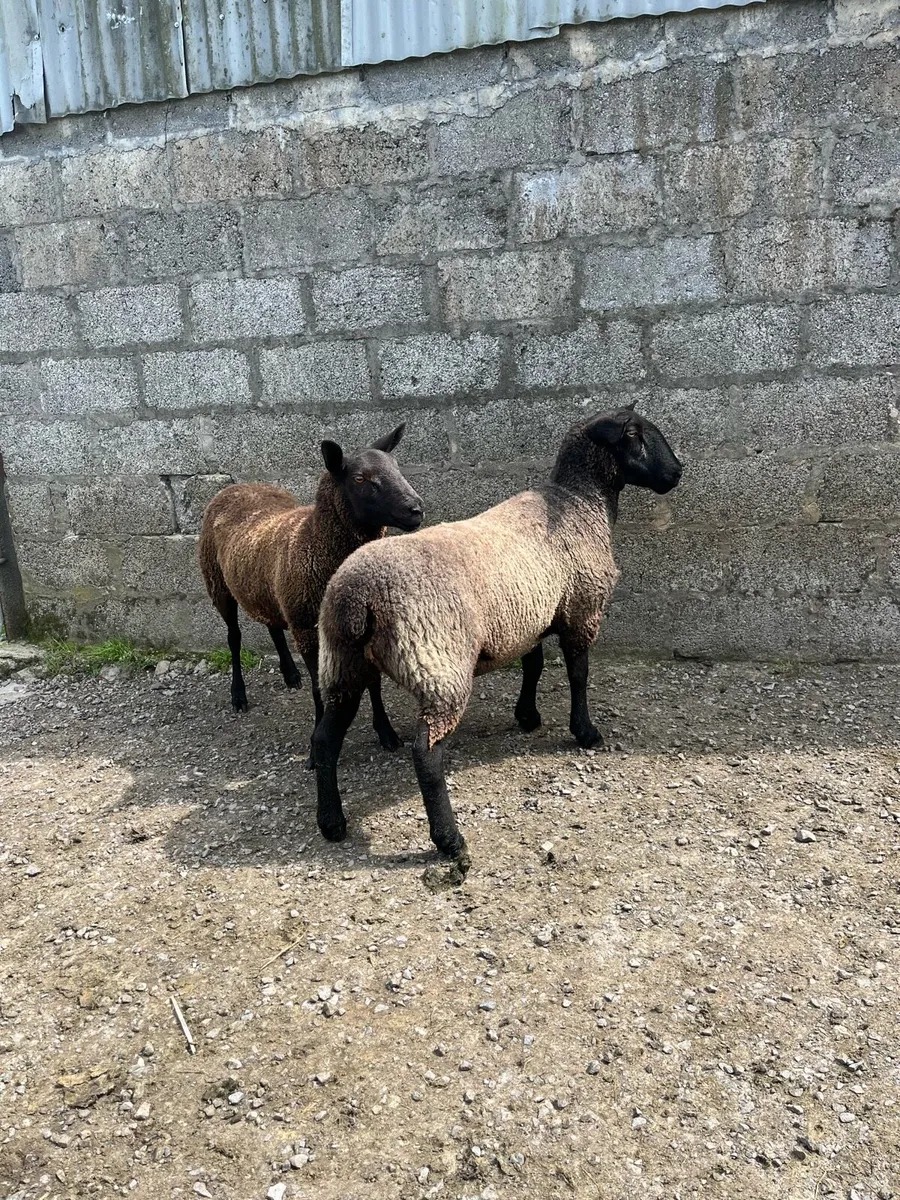 Ewe hoggets - Image 4
