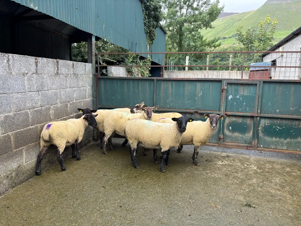 Suffolk Hoggetts sold in Ballymote Mart last pm. - Image 4