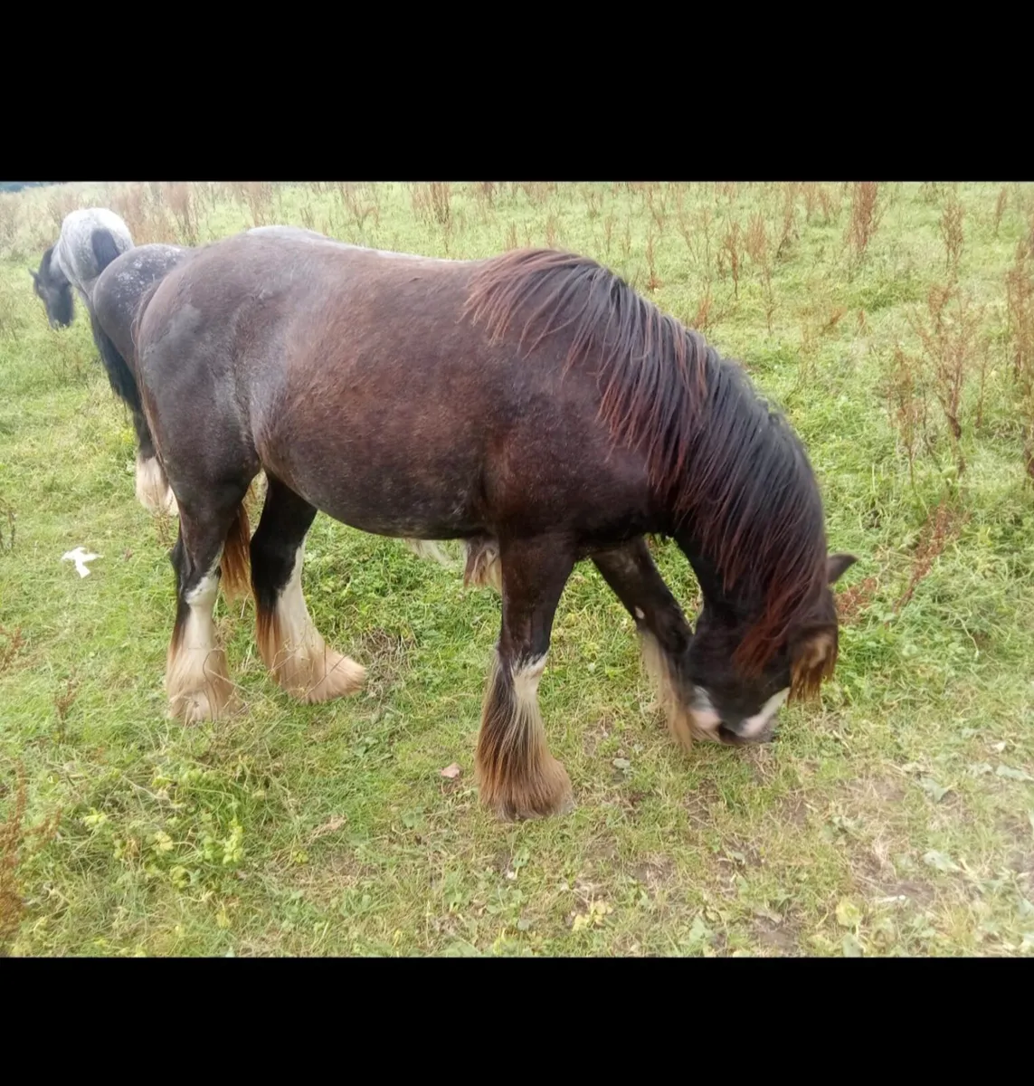 Two yearling colts - Image 2