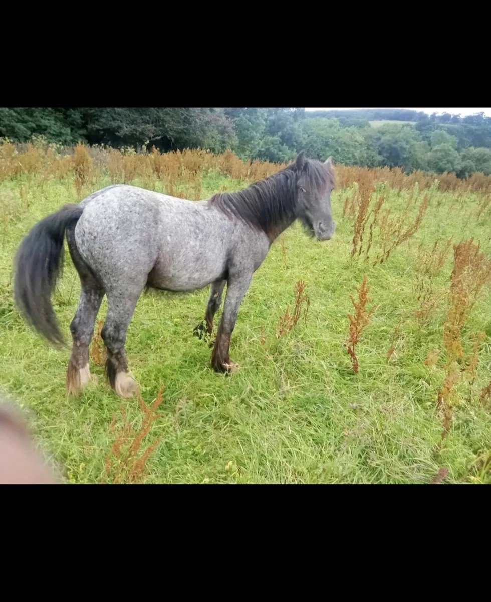 Two yearling colts - Image 4