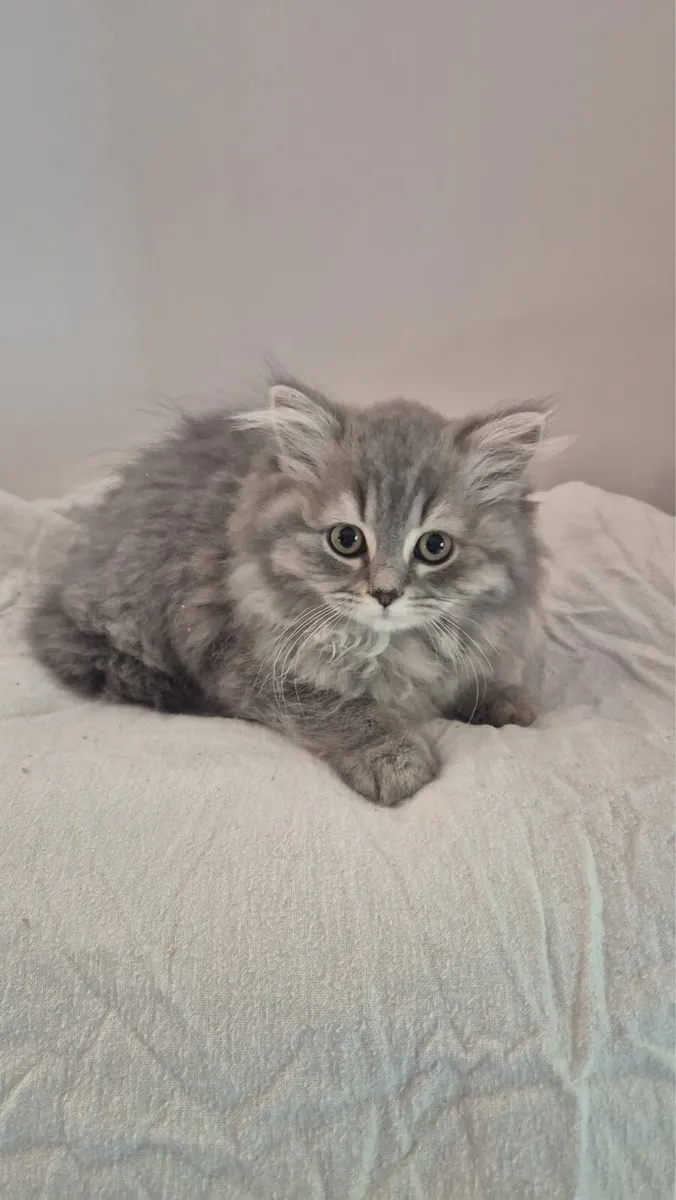 British Shorthair & Longhair Kittens - Image 1