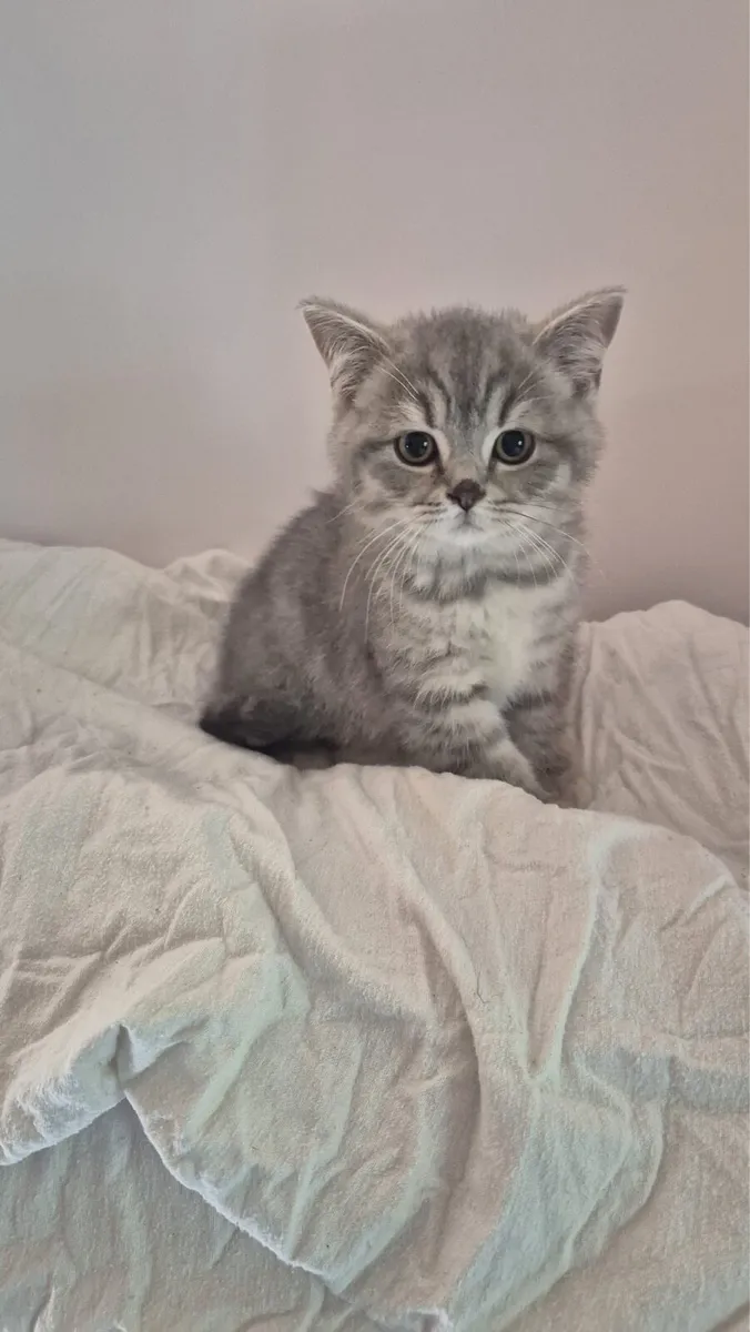 British Shorthair & Longhair Kittens - Image 2