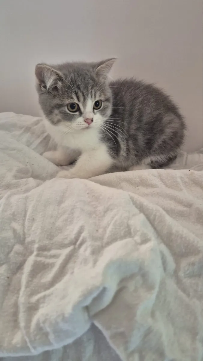 British Shorthair & Longhair Kittens - Image 3