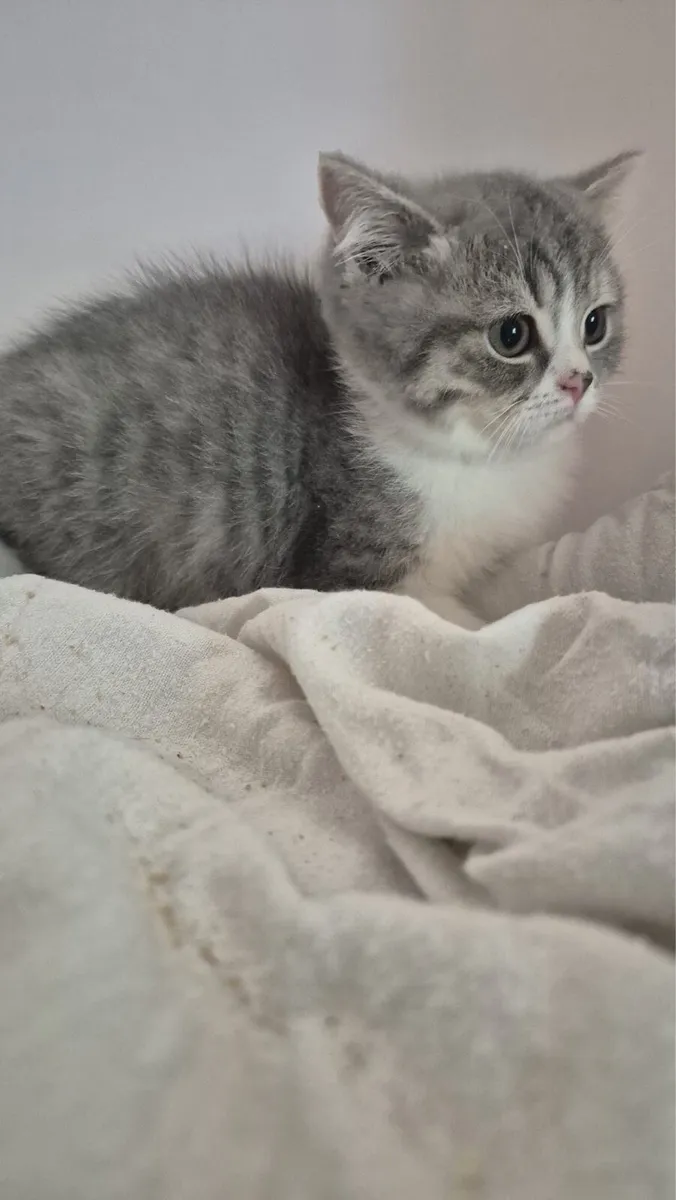 British Shorthair & Longhair Kittens - Image 4