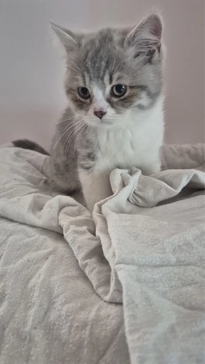 British Shorthair - Image 3