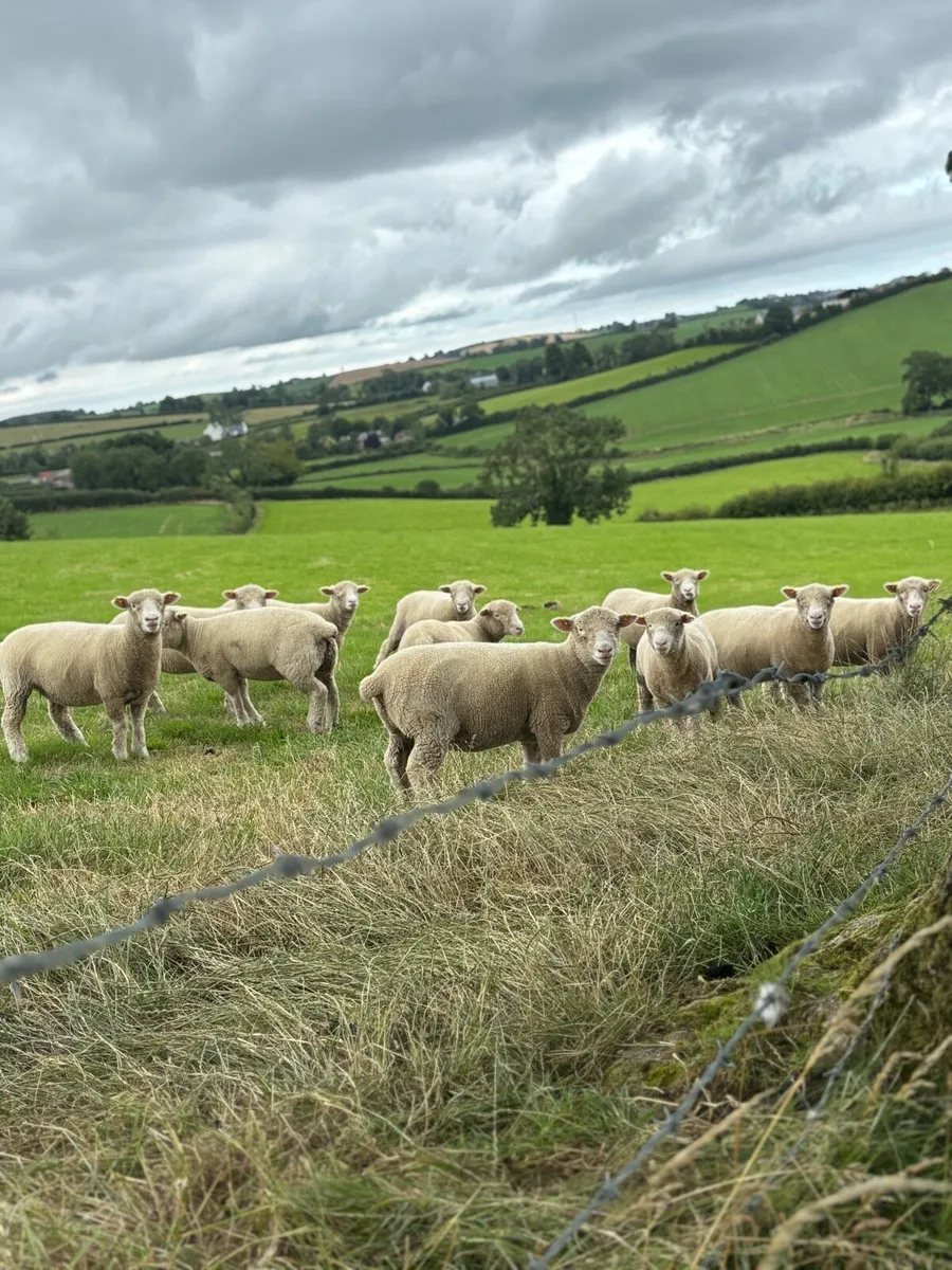 dorset ewe lambs - Image 1