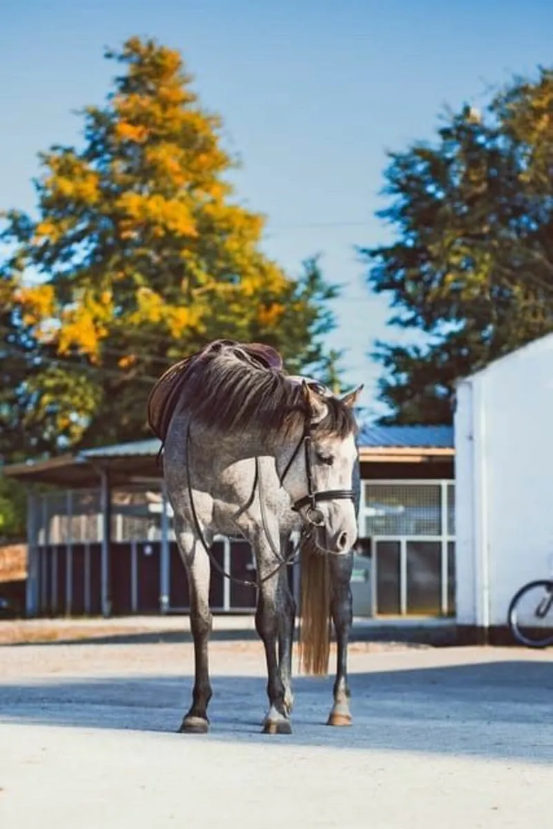 Super Kids Pony - Image 1