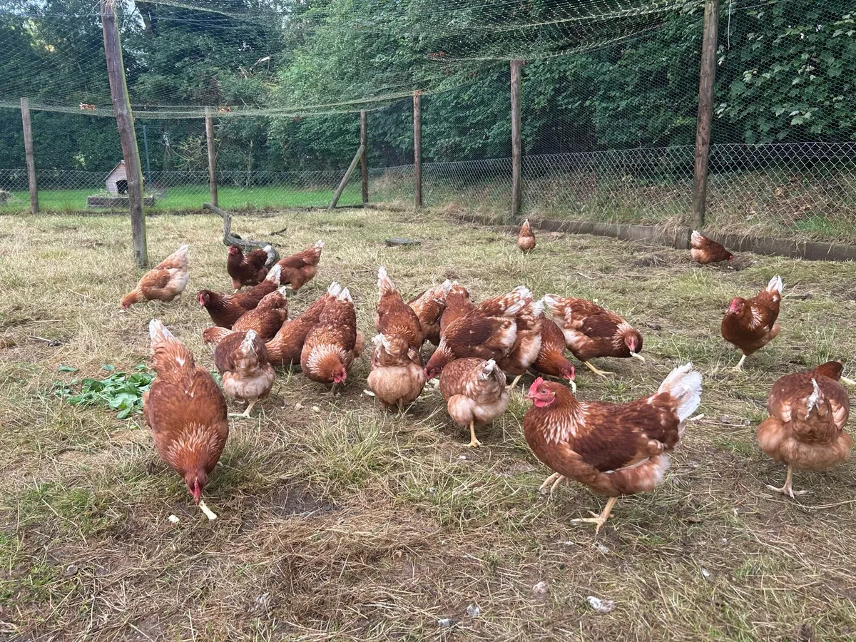 Point of Lay Pullets - Image 3