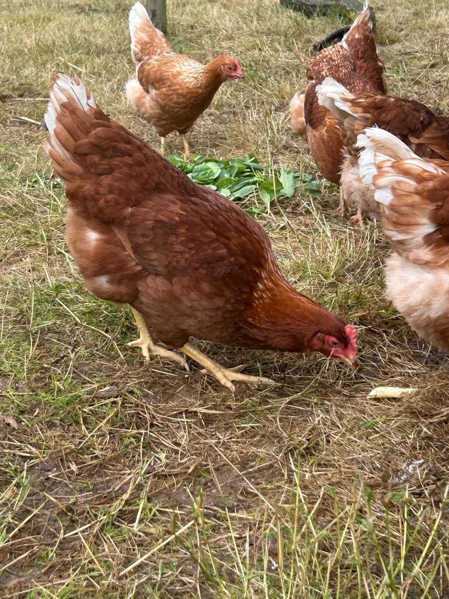 Point of Lay Pullets - Image 4