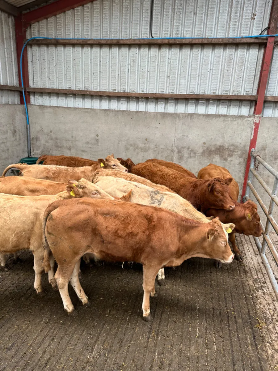 Lim and Charolais heifers - Image 3