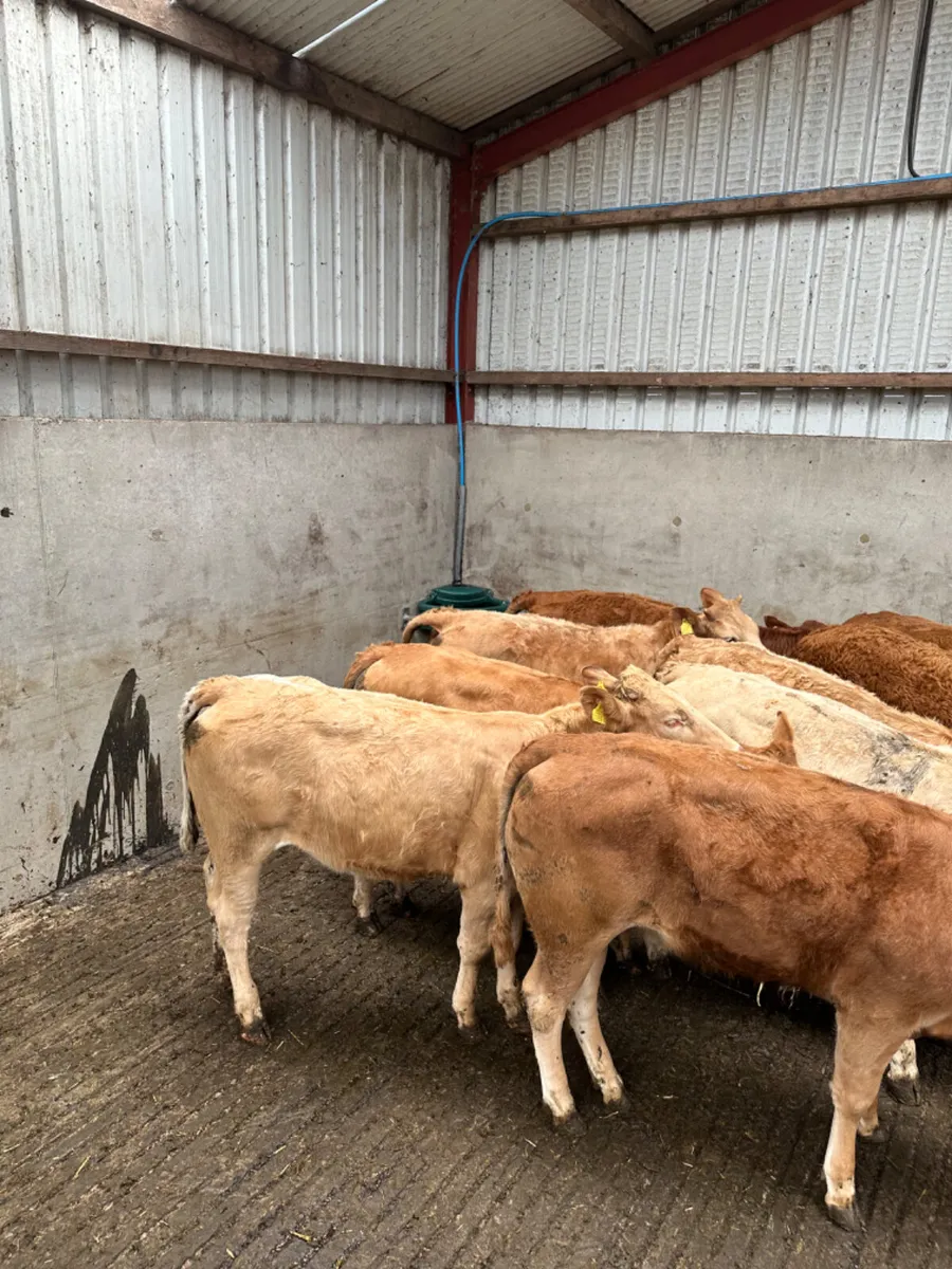 Lim and Charolais heifers - Image 2