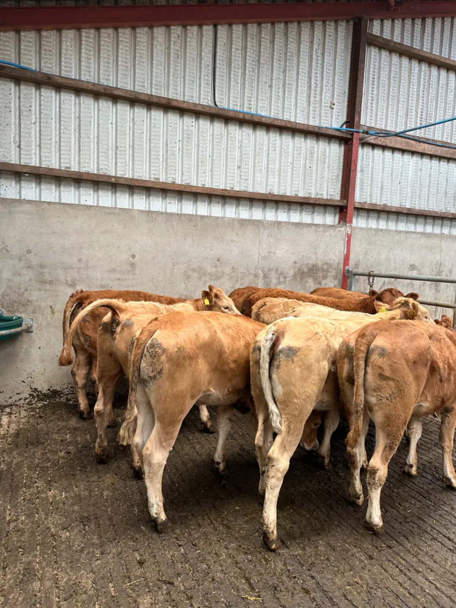 Lim and Charolais heifers - Image 4