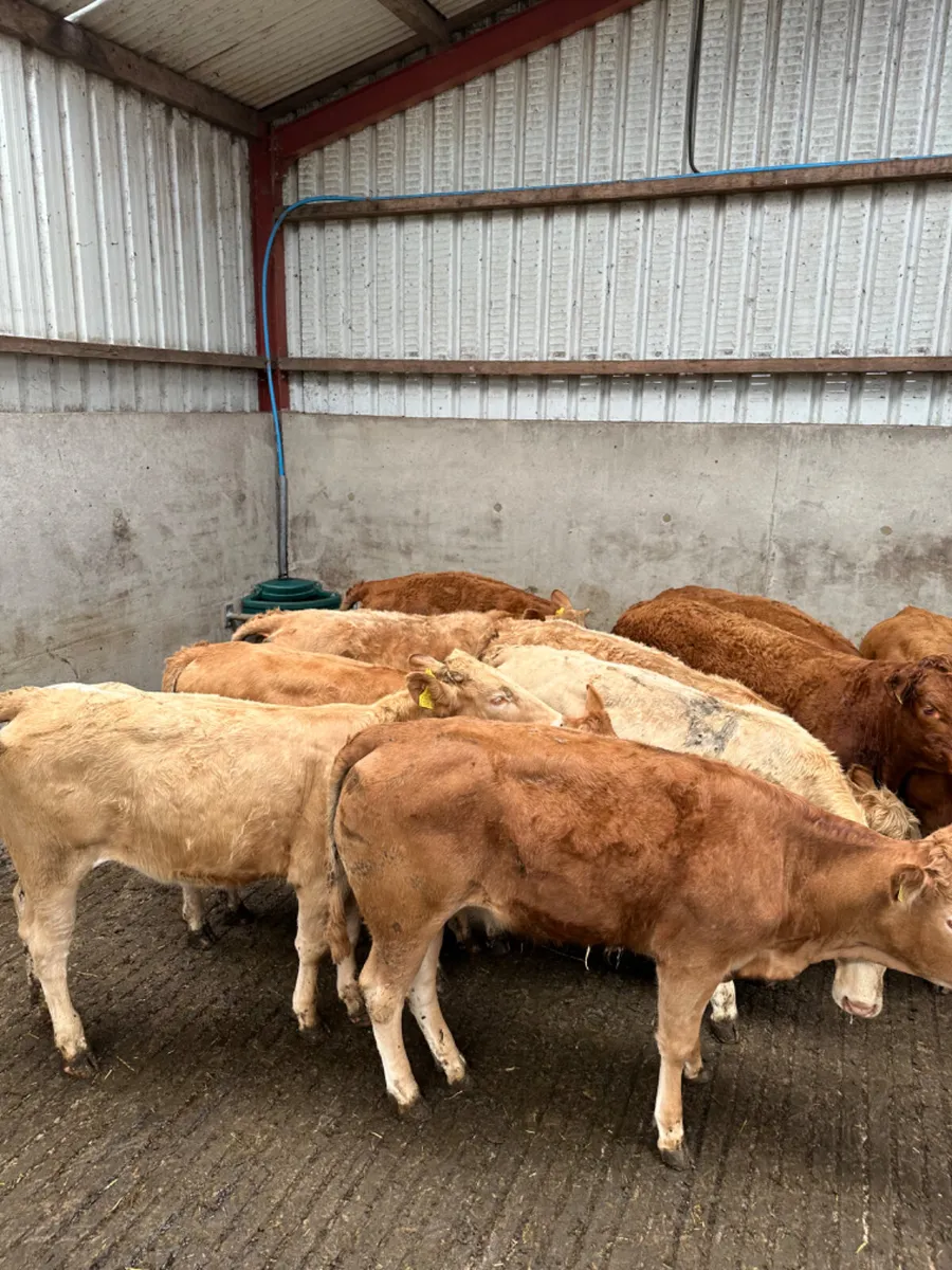 Lim and Charolais heifers - Image 1