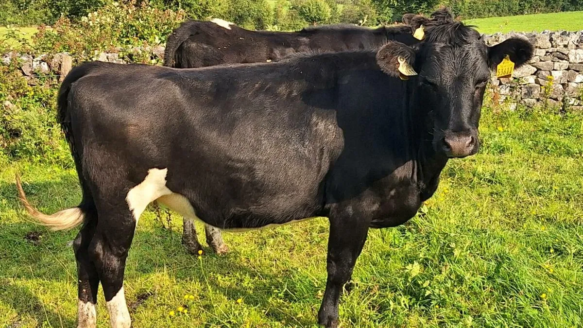 Incalf heifers - Image 1