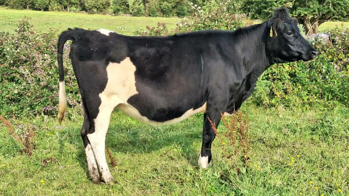 Incalf heifers - Image 2