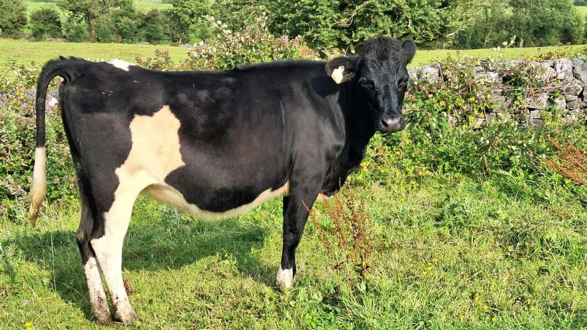Incalf heifers - Image 3