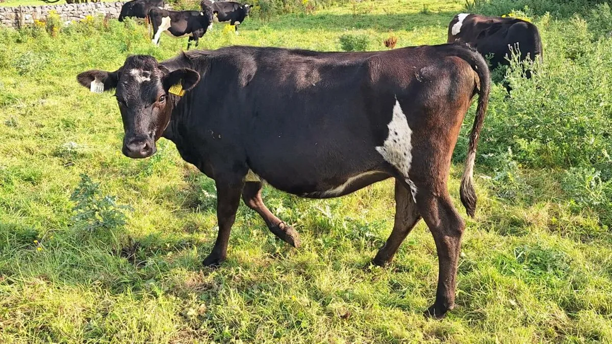 Incalf heifers - Image 4