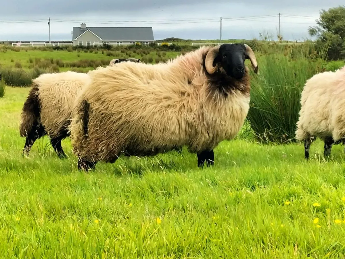 Ram lambs - Image 1