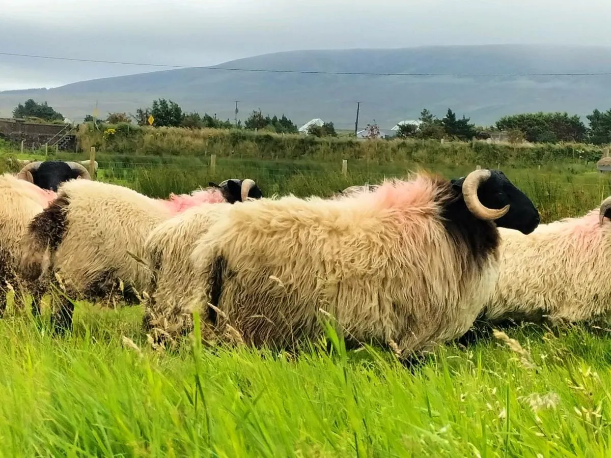 Ram lambs - Image 2