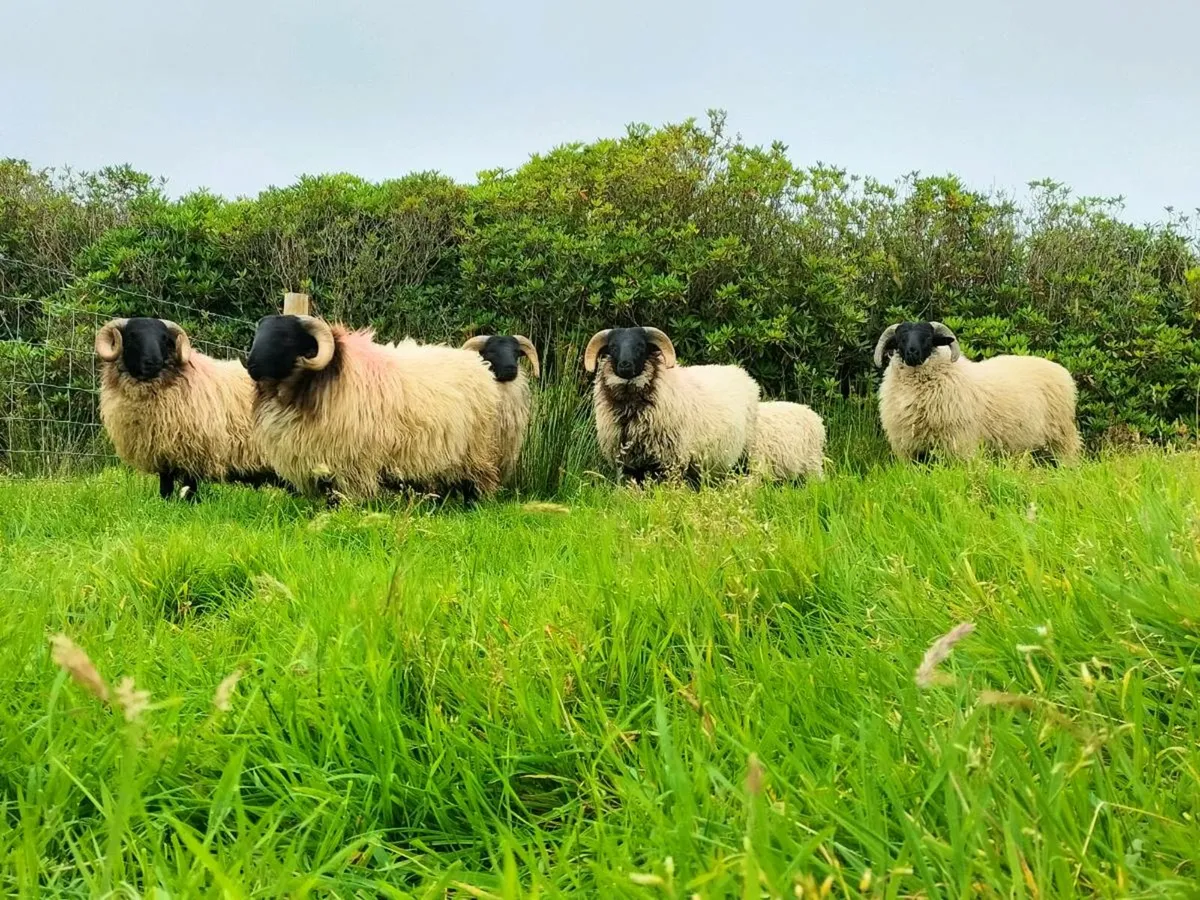 Ram lambs - Image 3