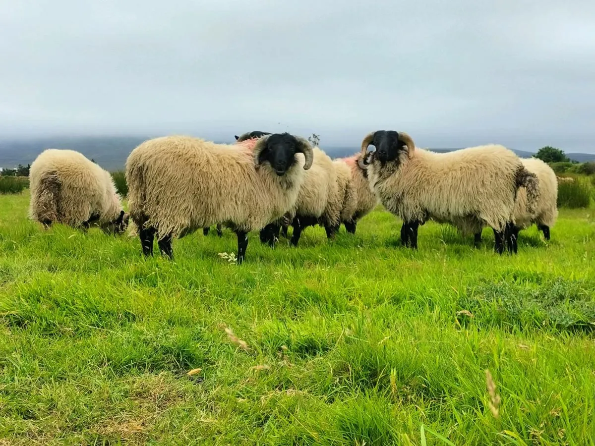 Ram lambs - Image 4