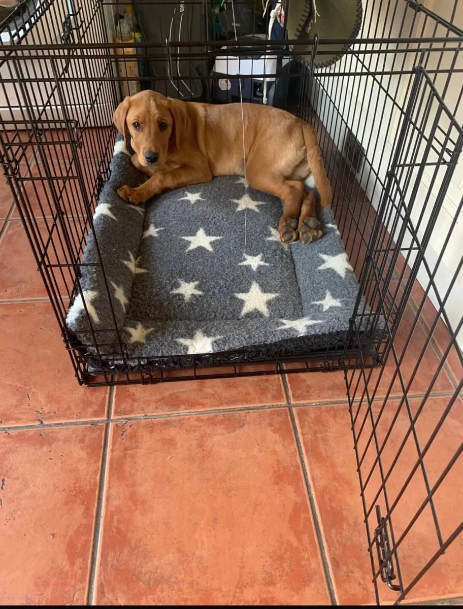***Dog crate** - Image 2