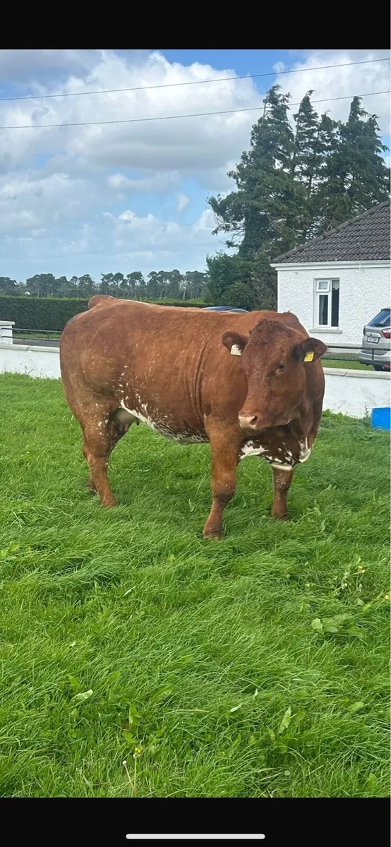 Super Roan Limousin in calf Heifer - Image 4