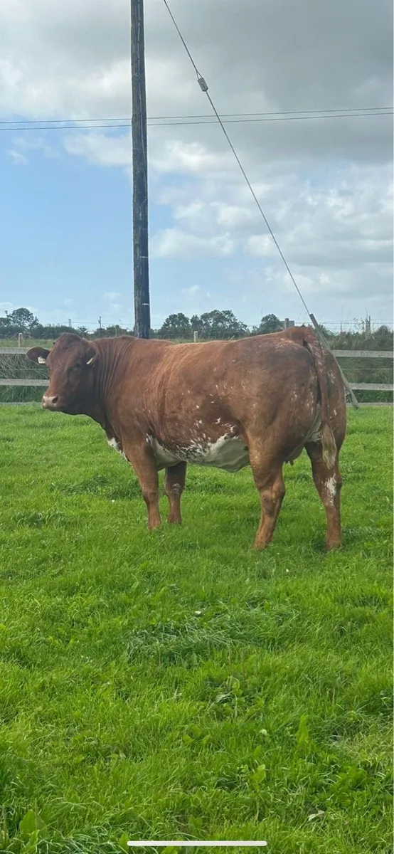 Super Roan Limousin in calf Heifer - Image 1