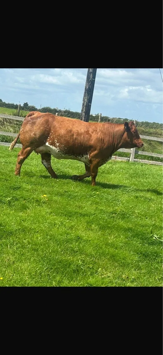 Super Roan Limousin in calf Heifer - Image 3