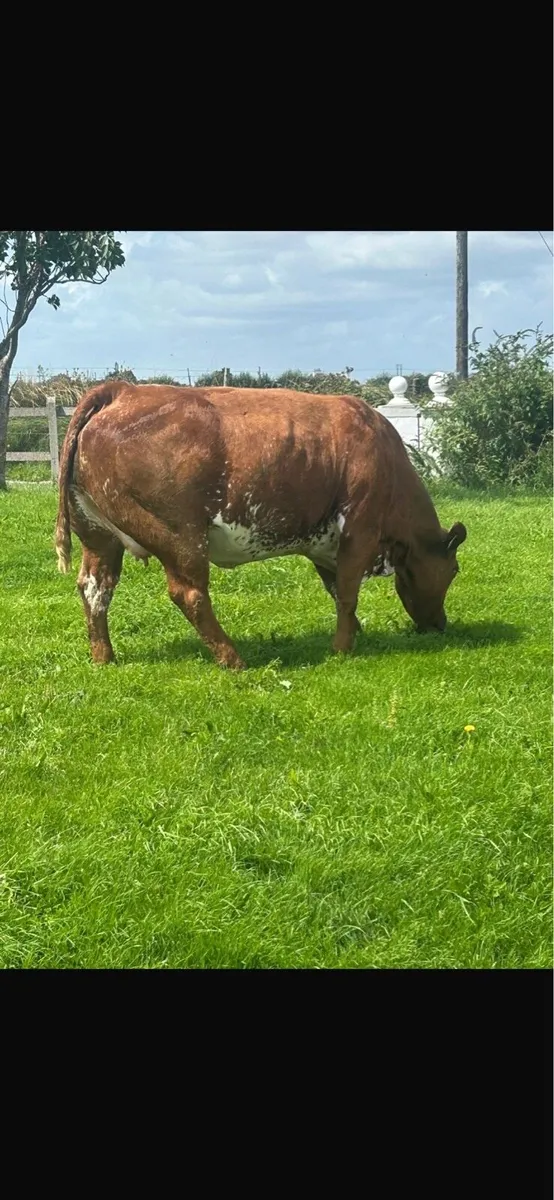 Super Roan Limousin in calf Heifer - Image 2