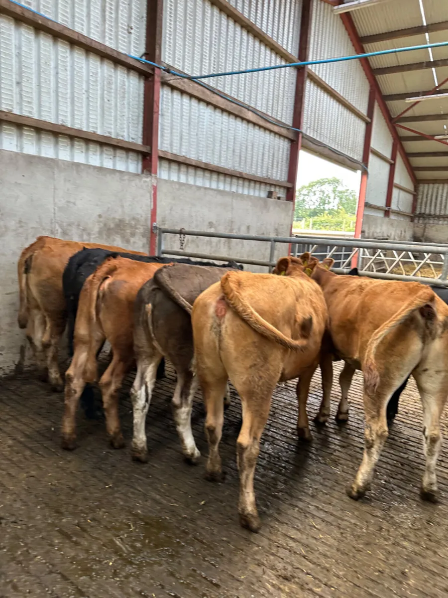 Store heifers - Image 3