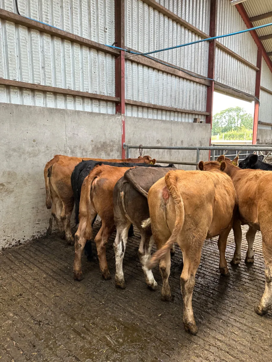 Store heifers - Image 1
