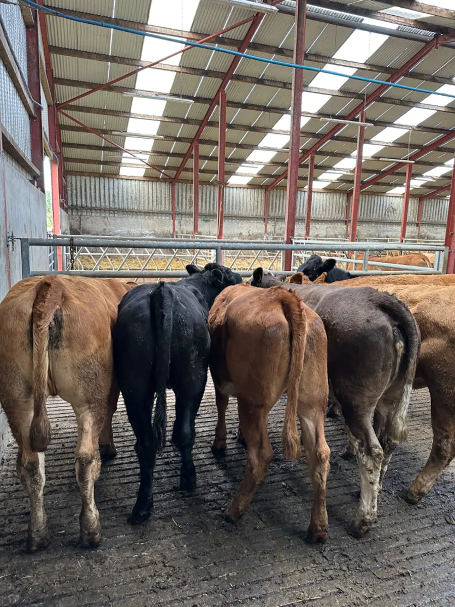 Store heifers - Image 4