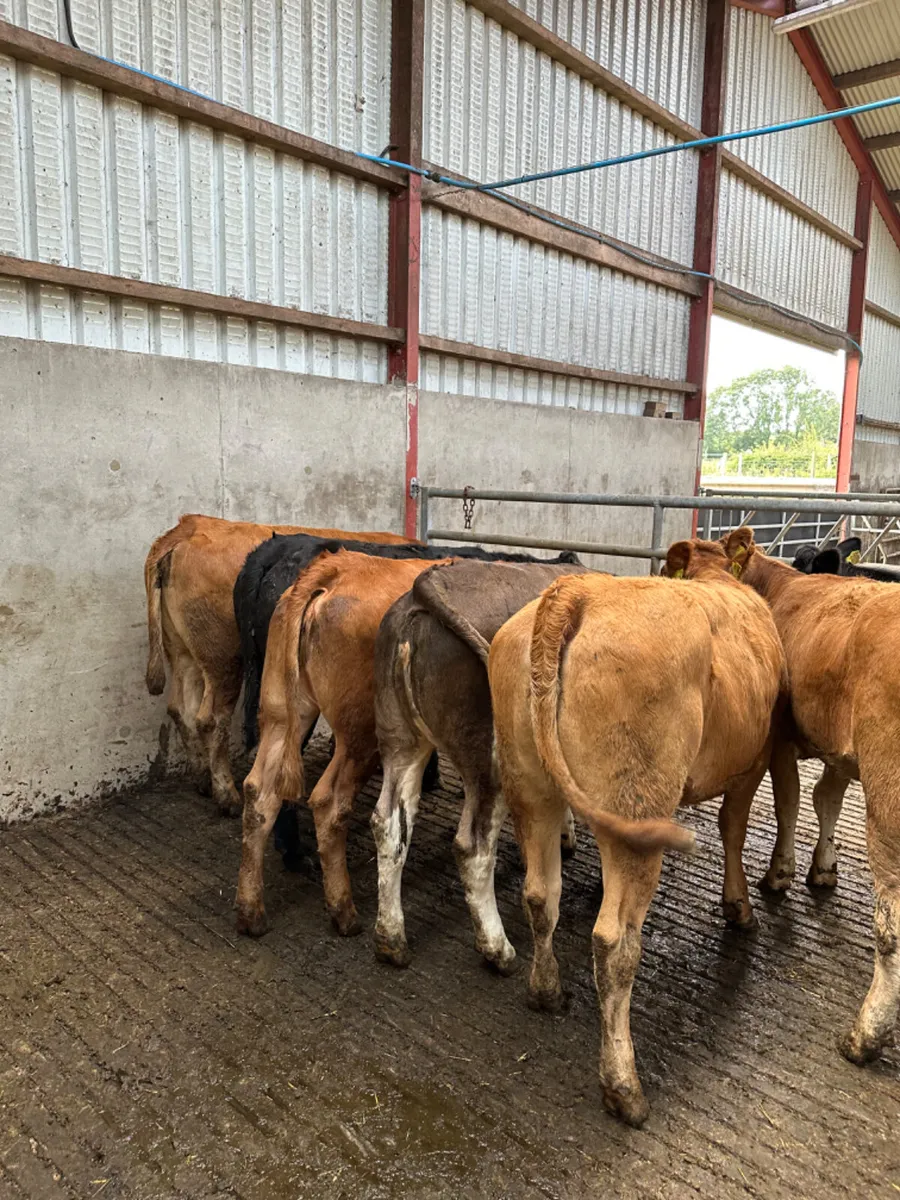 Store heifers - Image 2